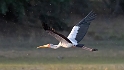 Yellow-billed Stork